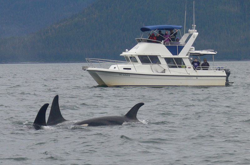 A young whale with its parents