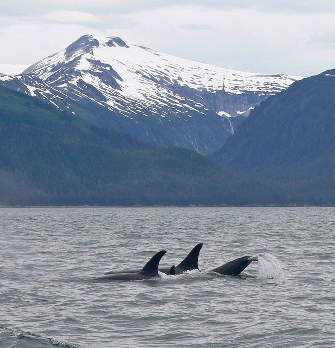 An orca lifts it's tail out of the water