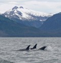 An orca lifts it's tail out of the water