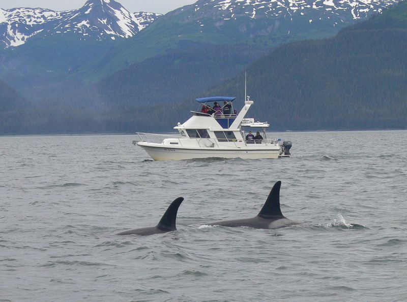 Orcas swim near a boat