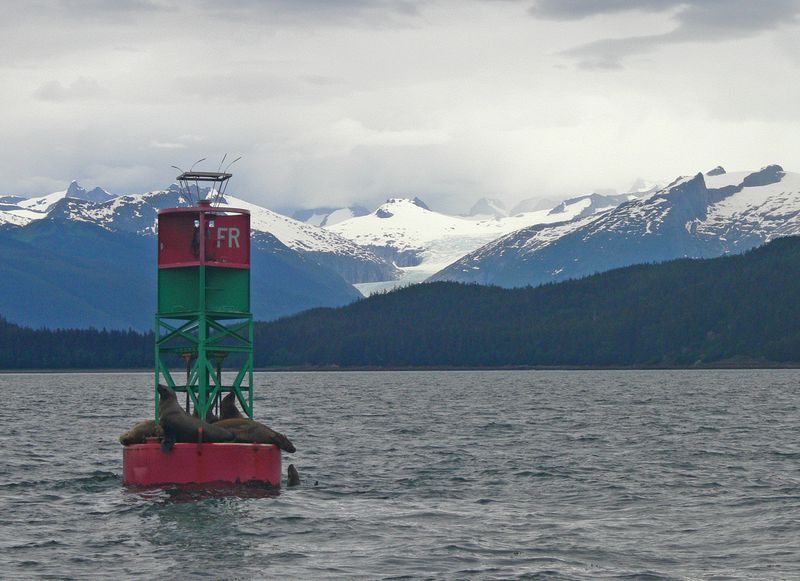 Sea lions on a buoy on Auke Bay