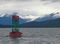 Sea lions on a buoy on Auke Bay