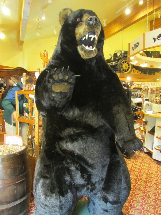 Bear in a store