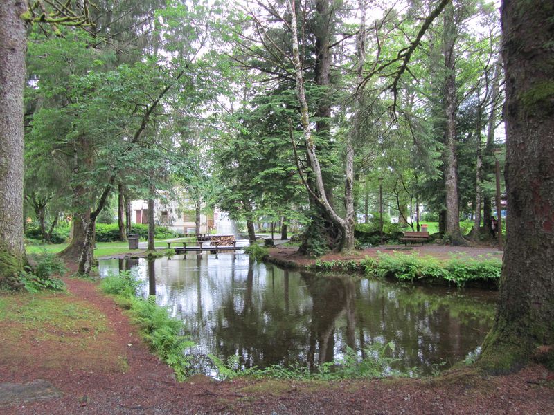 Pond amongst the trees