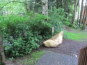 World's largest gold nugget