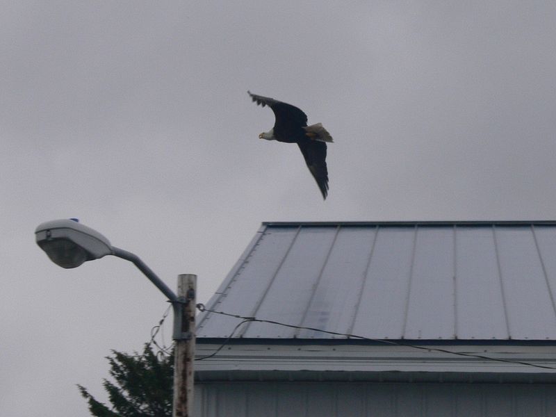 A bald eagle in flight