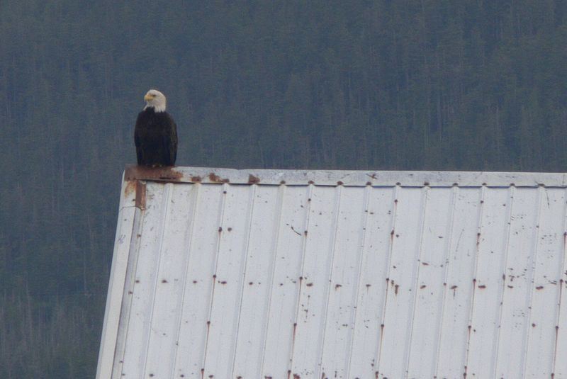 A bald eagle perches on a roof