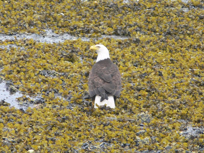 A bald eagle scavenges for food