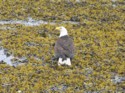 A bald eagle scavenges for food