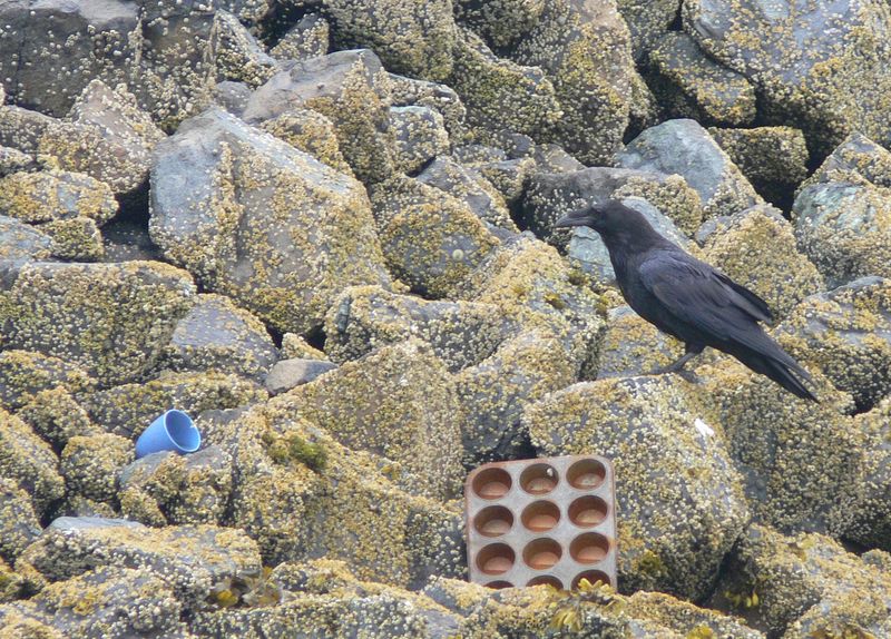 A raven on some rocks