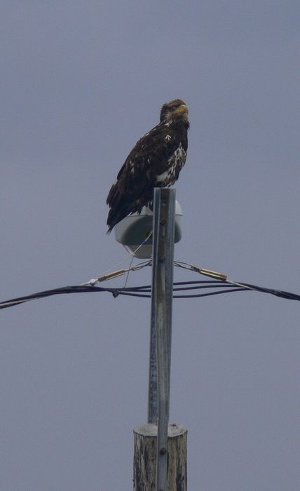 A young bald eagle perched on a light pole