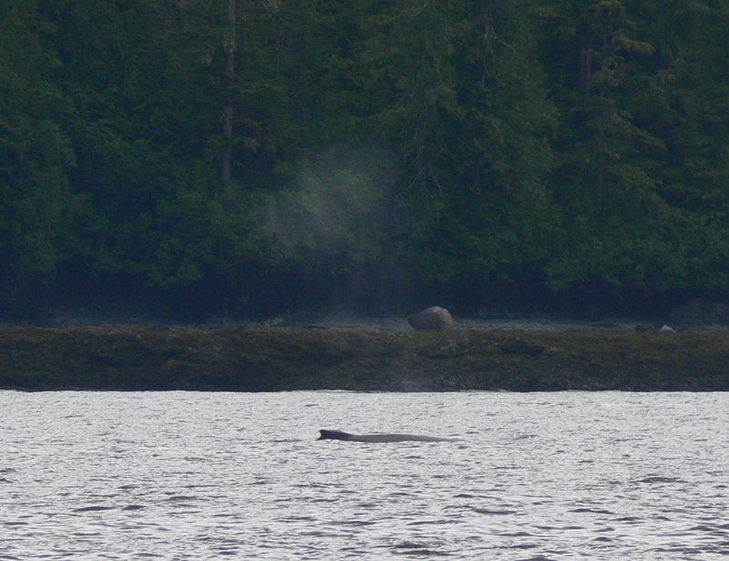 We spot a gray whale on the way back to town