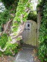 Gate next to knarly tree