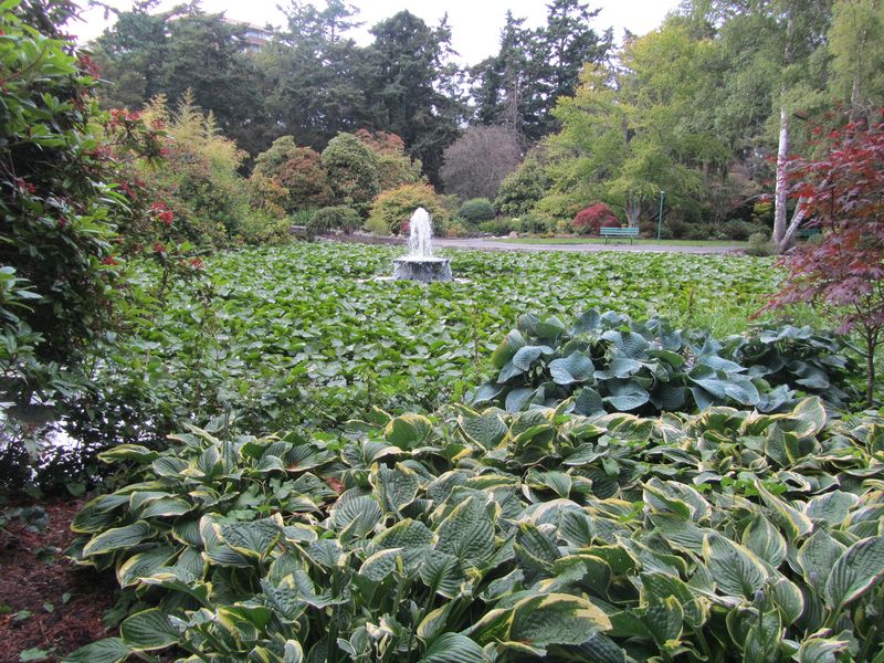 Lily pond