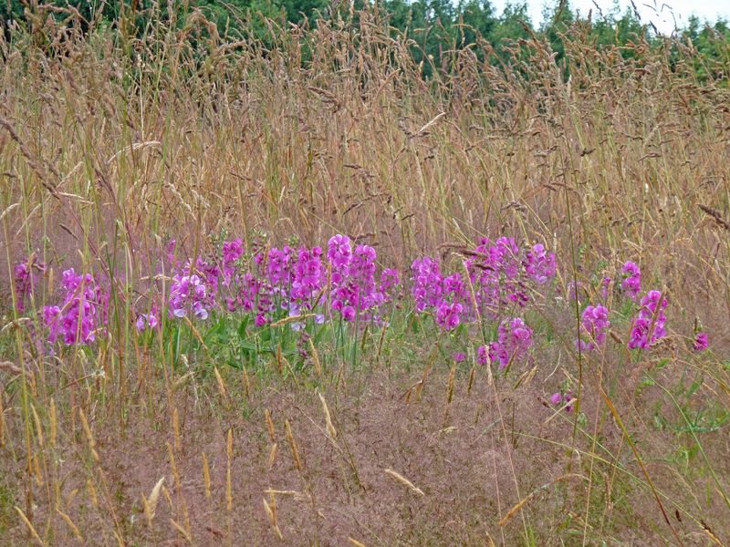 Pretty flowers in the grass