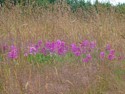 Pretty flowers in the grass