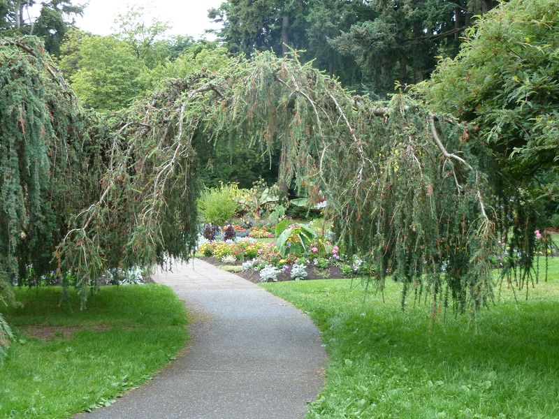 Tree archway