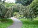 Tree archway