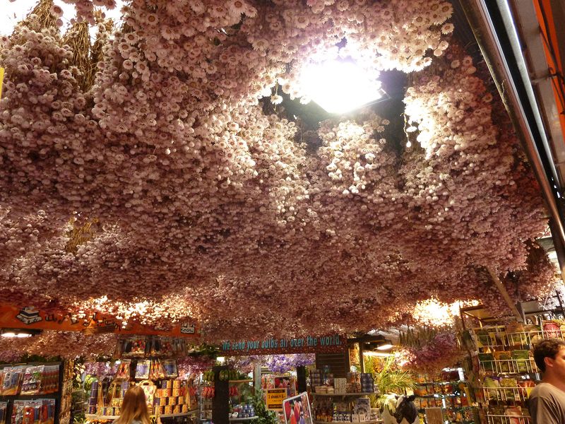 Dried flowers hanging from the ceiling of a store