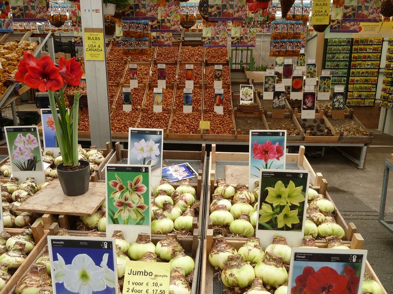 Flower bulbs for the tourists