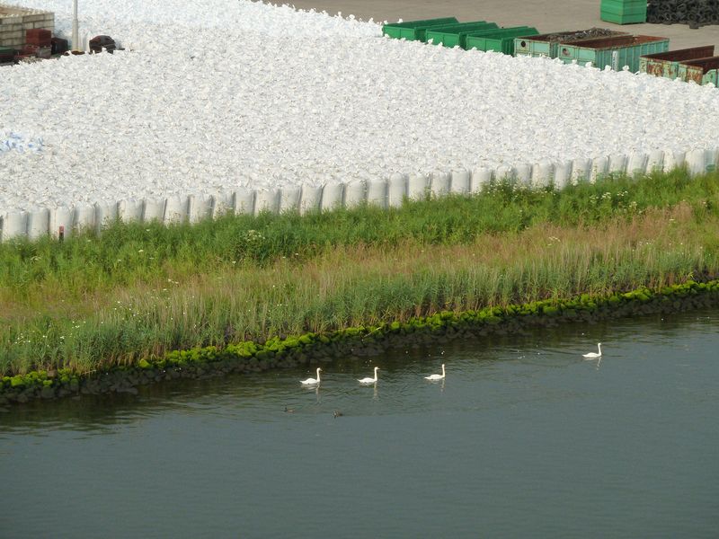 Lots of white bags and swans