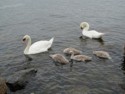 Wild swans