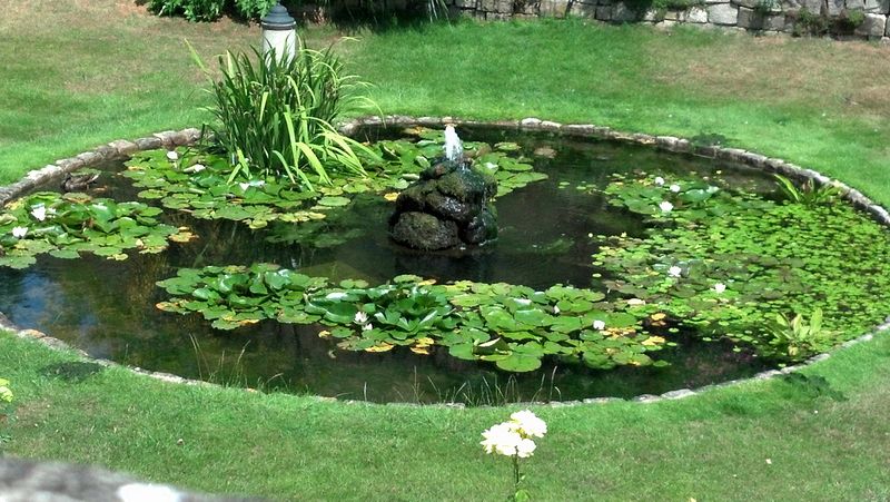 Pond with lily pads