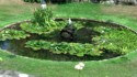 Pond with lily pads