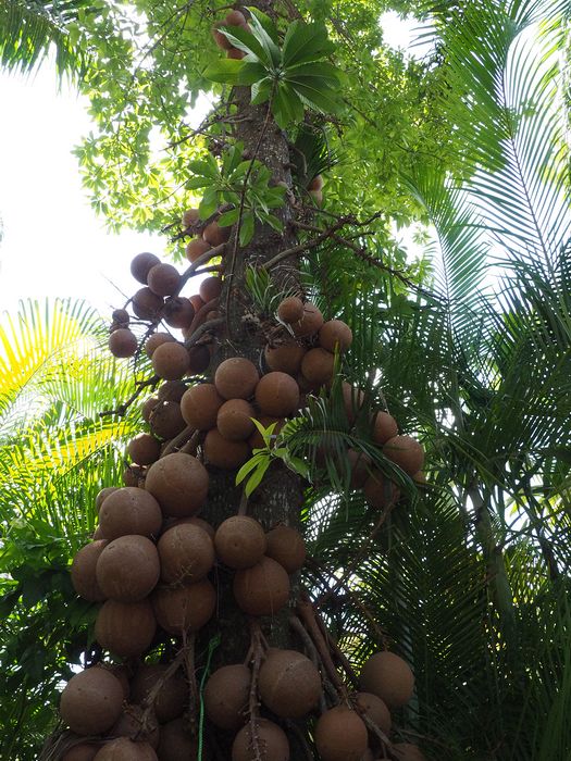 Cannonball tree