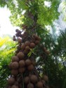 Cannonball tree