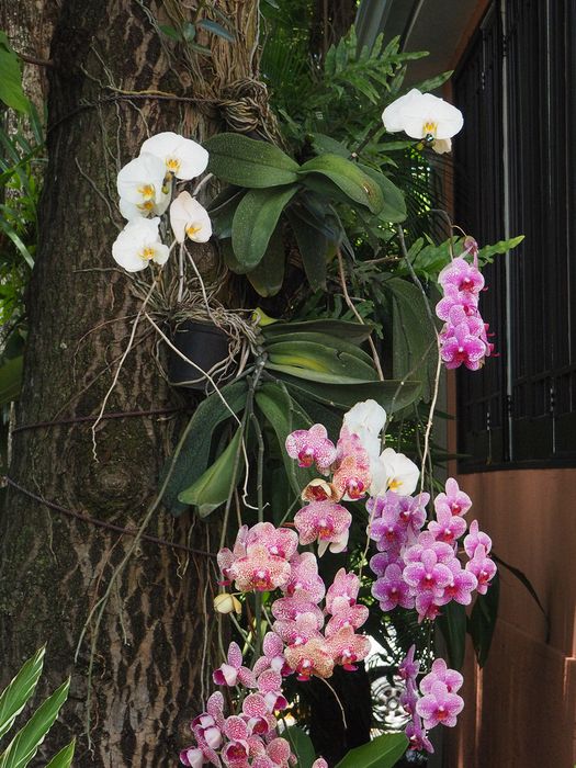 Orchids at our lunch stop