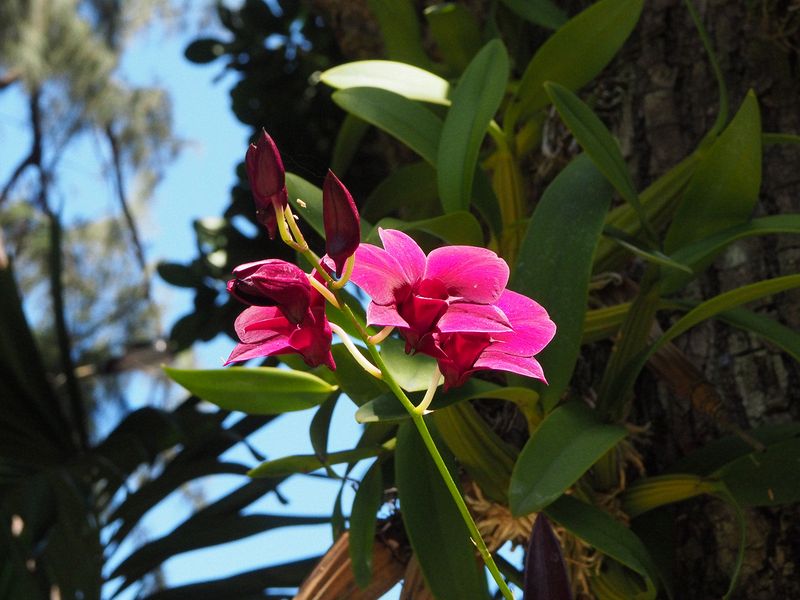 Pretty orchid