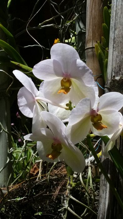 White orchids