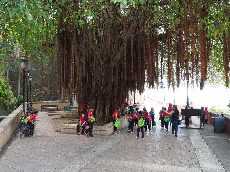 School kids under an old banyan tree