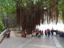 School kids under an old banyan tree