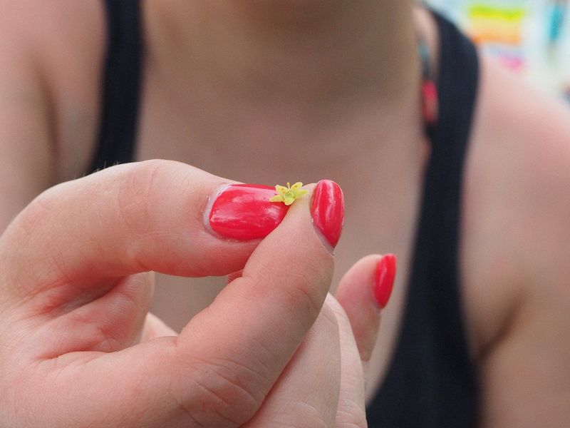 Jessica finds a tiny, tiny flower