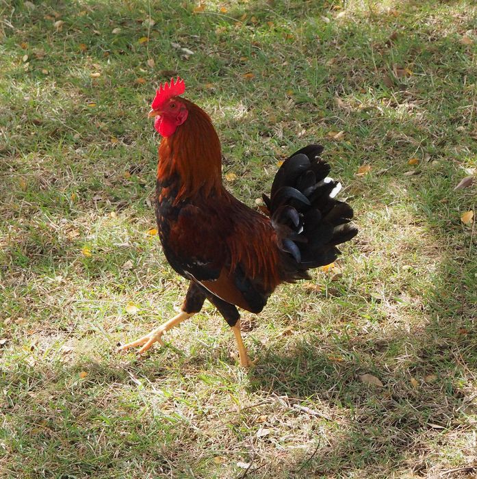 Rooster