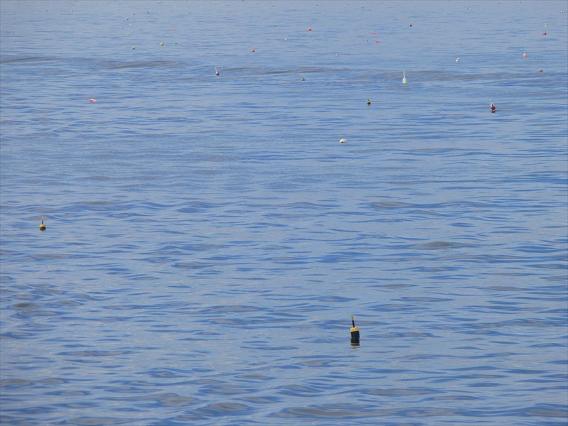 Floats mark the lobster traps