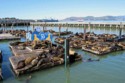 Lots of sea lions at Pier 39