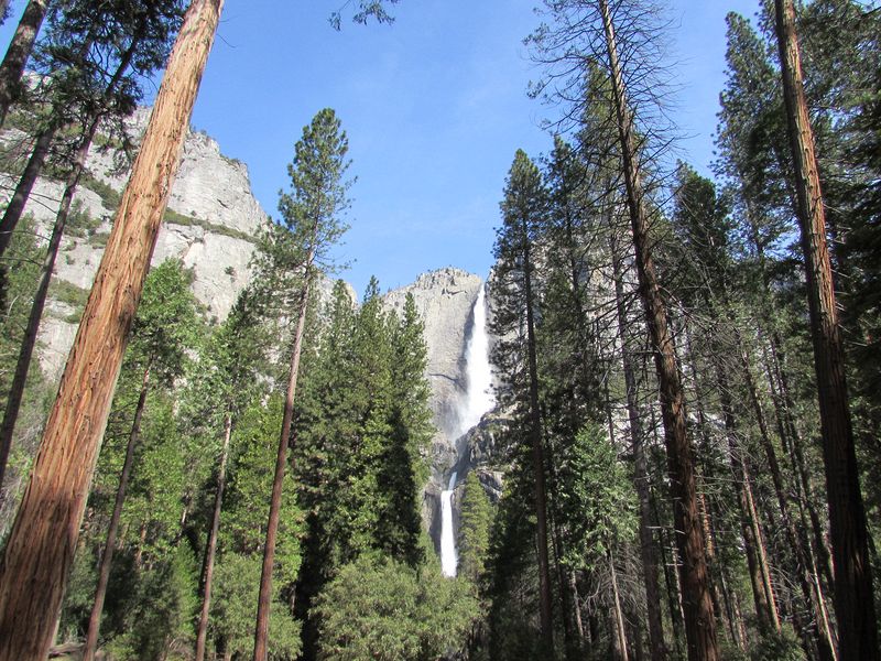 Yosemite Falls in the gap between the trees
