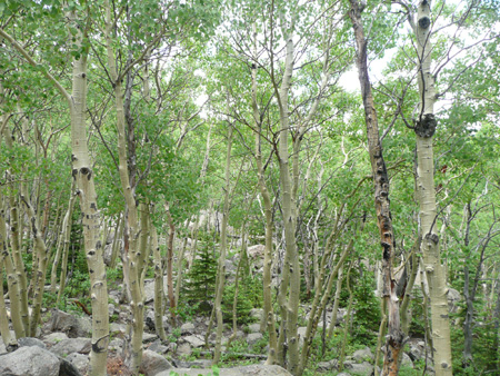 085 birch trees along trail