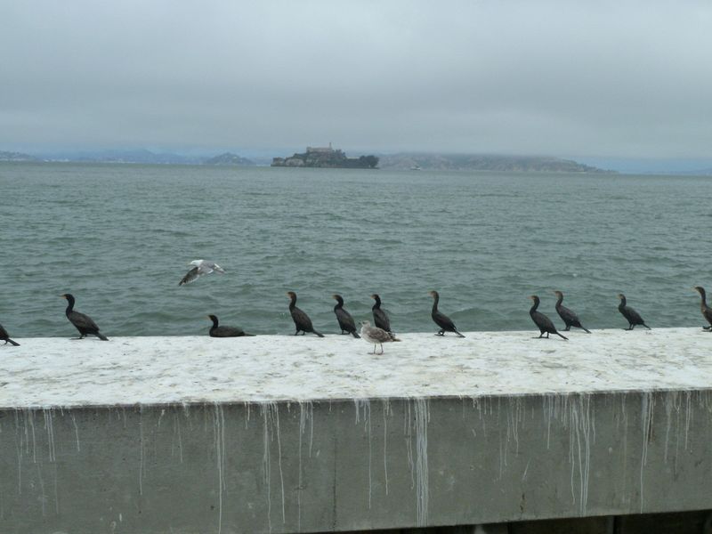 Cormorants