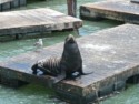 Sea lion and sea gull