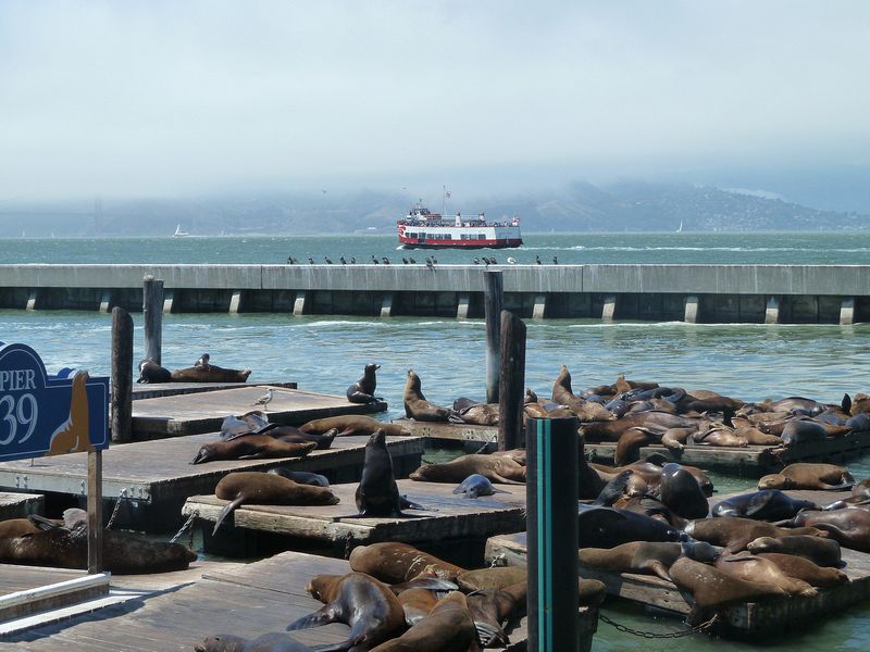 Sea lions with a boat in the background