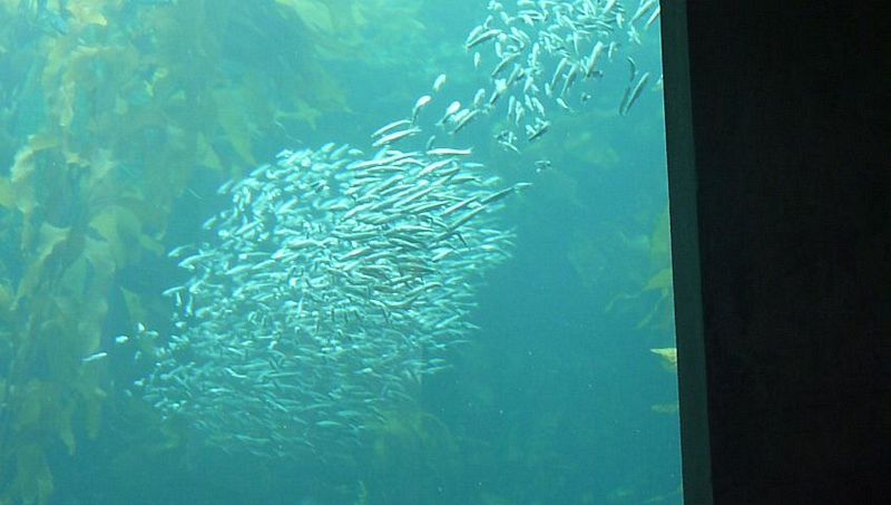 A school of fish