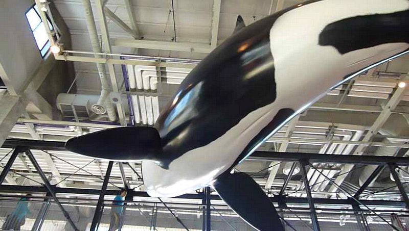 An orca hangs from the ceiling