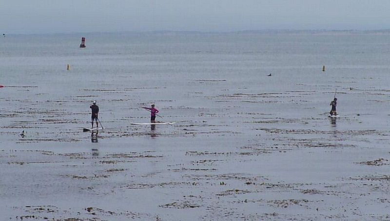 Paddle boarders in the kelp