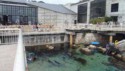 Scuba in the museum tide pool