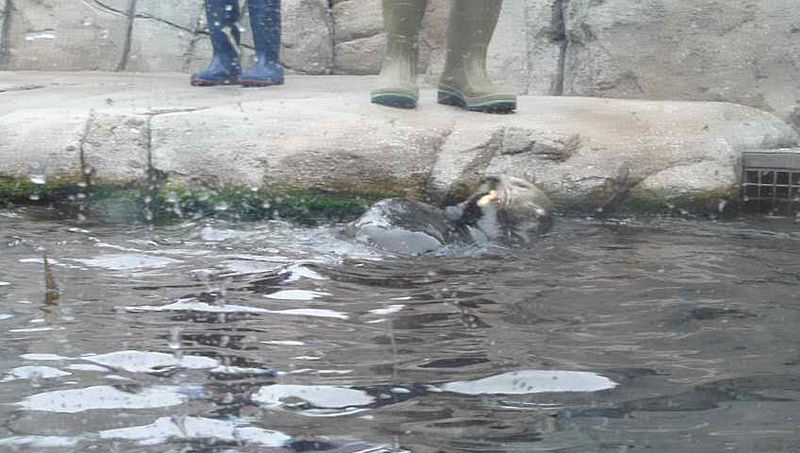 Sea otter feeding time