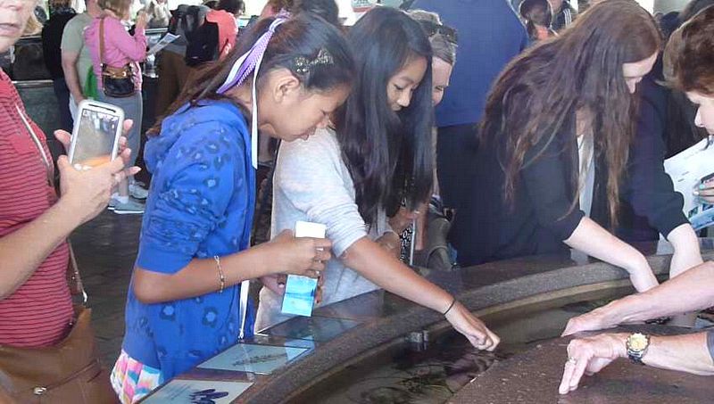 The girls at another touch pool